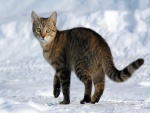 Un bonito gato sobre la nieve