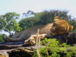 Una leona dormida sobre la rocas