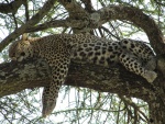 Leopardo dormido sobre la rama de un árbol