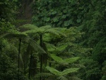 Plantas y árboles en la frondosa selva