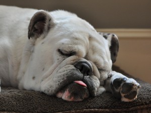 Postal: Un perro dormido con la lengua fuera