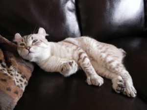 Un gato acomodado en el sofá