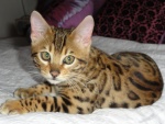 Un gato con piel de leopardo