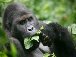 Un gorila comiendo hojas verdes