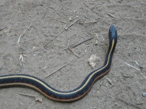 Postal: Un serpiente reptando sobre la arena
