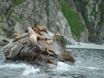 Grupo de leones marinos sobre una roca