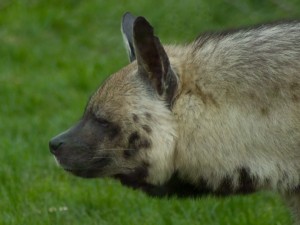 Postal: El perfil de una hiena