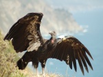 Un condor con las alas desplegadas
