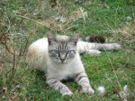 Un gato de ojos azules tumbado sobre la hierba