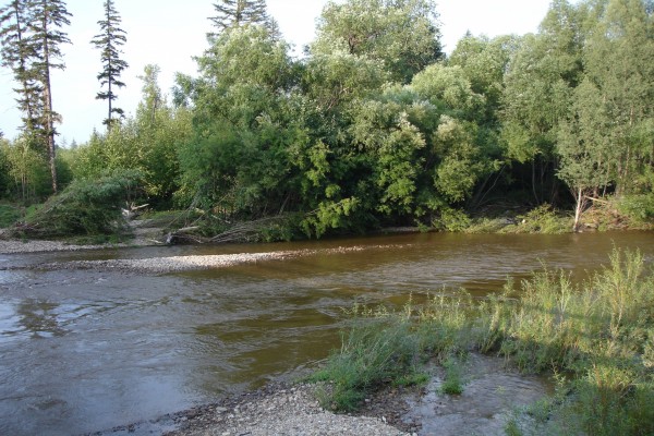 Árboles junto al cauce del río