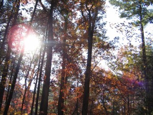Postal: Rayos de sol a través de las ramas de los árboles