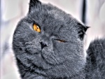 Precioso gato gris guiñando un ojo