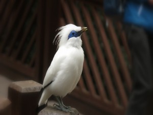 Postal: Un esbelto pájaro con plumas blancas