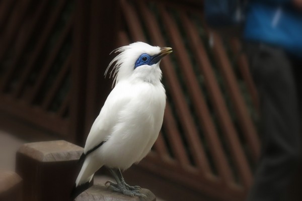 Un esbelto pájaro con plumas blancas