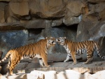 Dos cariñosos tigres sobre unas rocas
