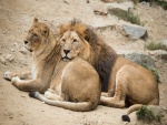 Una pareja de leones descansando