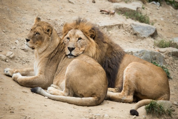 Una pareja de leones descansando (47350)