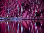 Los árboles en otoño se reflejan en un lago