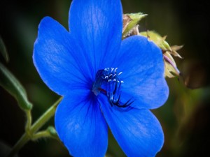 Postal: Bella flor con pétalos azules
