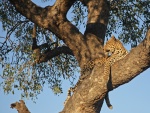Un bello leopardo subido a un árbol