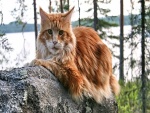 Gato con pelo marrón sobre una roca