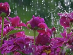 Flores color púrpura bajo la lluvia