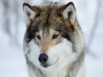 La cara de un precioso lobo