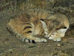 Gato de las arenas (Felis margarita)
