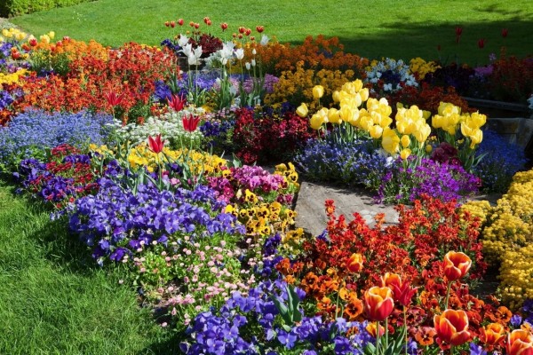 Un bello jardín con tulipanes y pensamientos