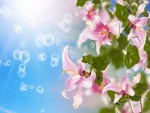 Burbujas y espléndidos lilium rosas