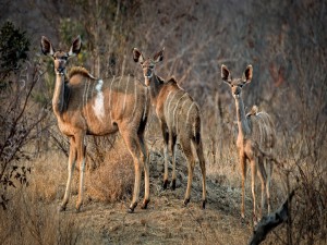 Postal: Hembra de kudú mayor junto a sus crías en África