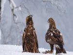 Águilas sobre la nieve