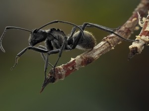 Postal: Hormiga negra sobre una rama