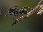 Hormiga negra sobre una rama