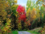 Camino hacia el bosque en otoño