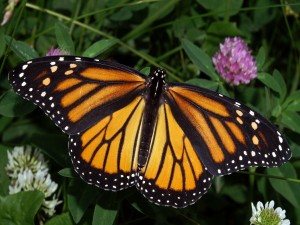 Las alas extendidas de una mariposa monarca