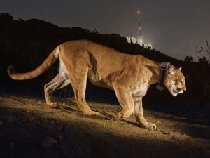 Puma caminando próximo al cartel de Hollywood