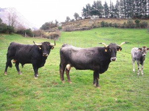 Postal: Vacas negras en un prado