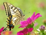 Una mariposa posada en una flor de color fucsia