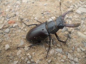 Postal: Escarabajo ciervo volante