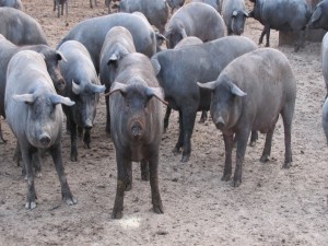 Cerdos ibéricos