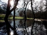 Árboles reflejados en el lago del bosque