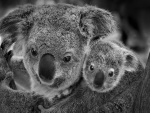 Foto en blanco y negro de un koala con su cría