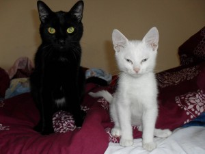 Gato negro junto a un gato blanco