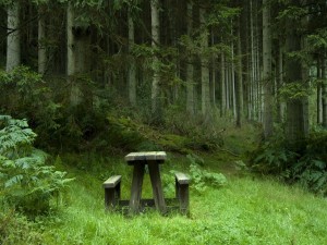 Lugar de descanso en el bosque