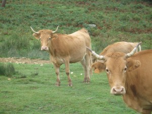Unas vacas en un verde prado