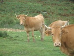 Unas vacas en un verde prado