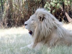 Un león con pelaje claro