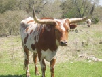 Vaca con grandes cuernos