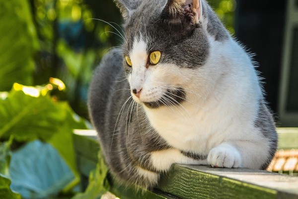 Gato con ojos amarillos